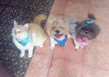 Familia exige respuestas tras muerte de sus perros en peluquería