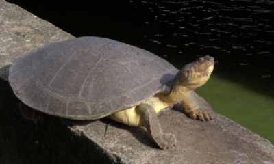 Enlace televisión barrancabermeja | noticias deportes y entretenimiento en santander