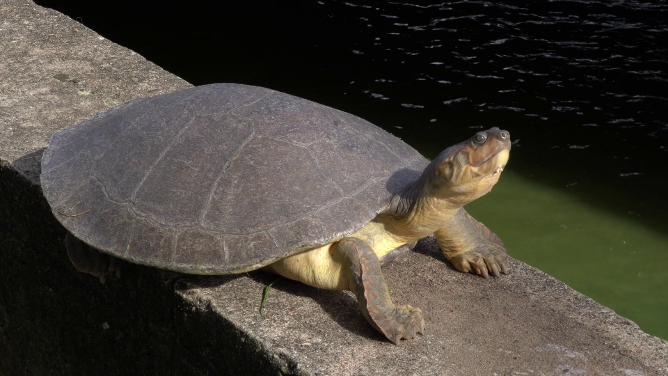Enlace televisión barrancabermeja | noticias deportes y entretenimiento en santander