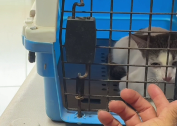 Enlace televisión barrancabermeja | noticias deportes y entretenimiento en santander