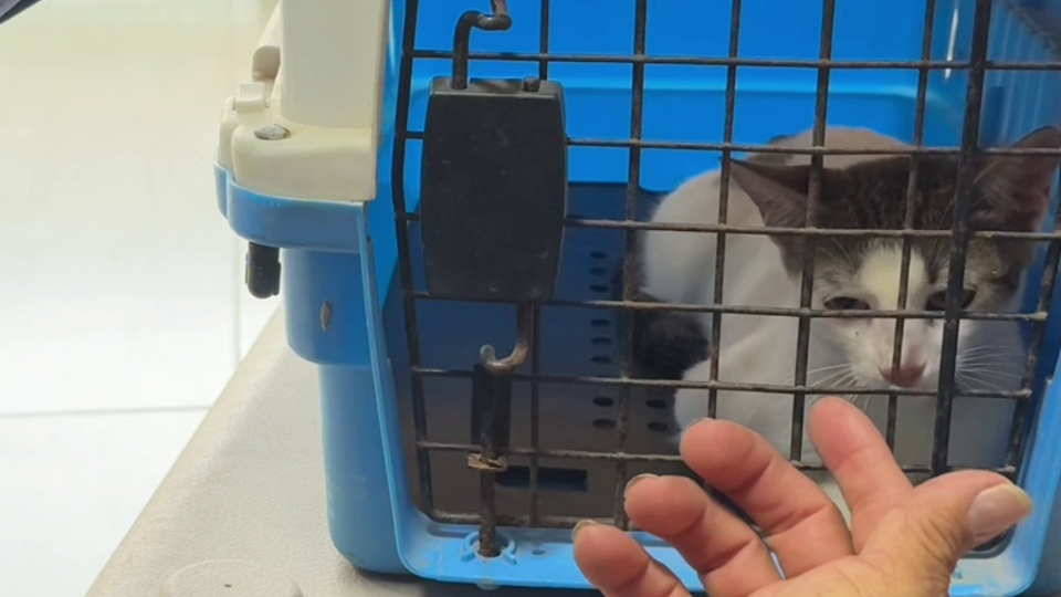 Enlace televisión barrancabermeja | noticias deportes y entretenimiento en santander