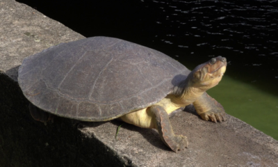 Enlace televisión barrancabermeja | noticias deportes y entretenimiento en santander