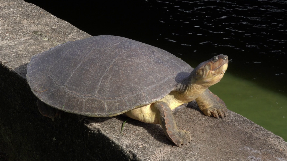 Enlace televisión barrancabermeja | noticias deportes y entretenimiento en santander