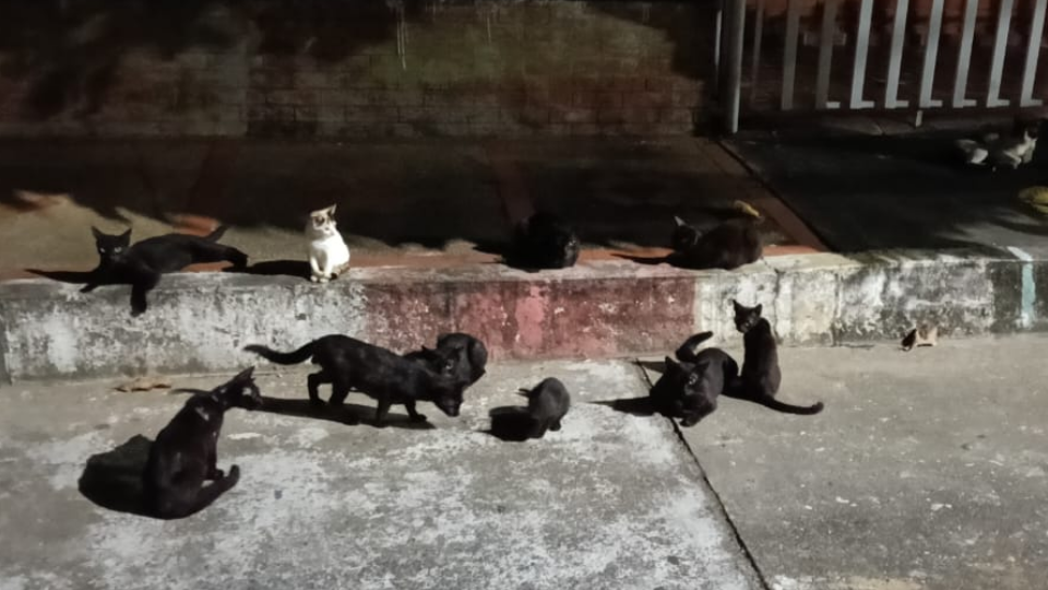 Enlace televisión barrancabermeja | noticias deportes y entretenimiento en santander