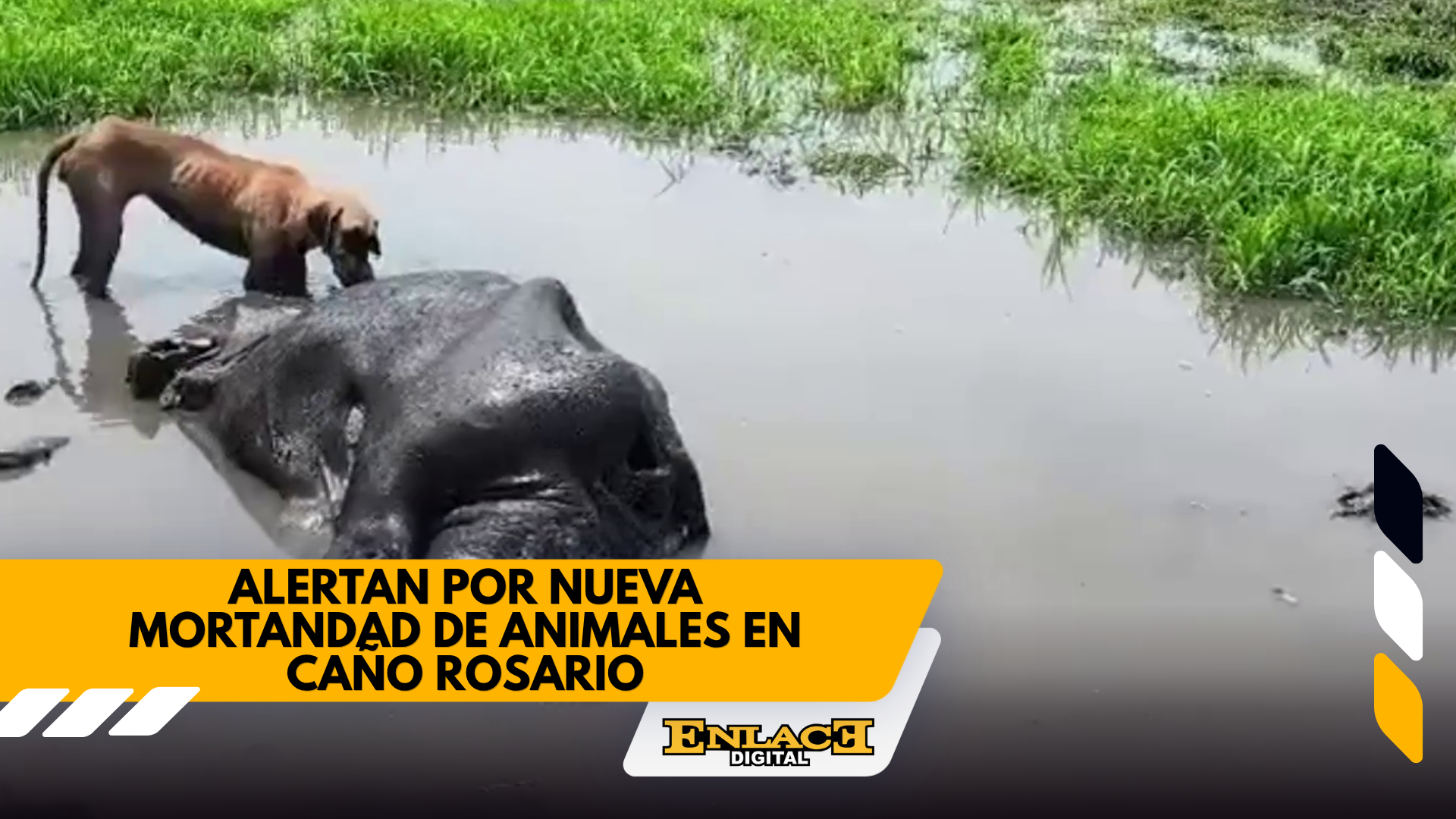 Enlace televisión barrancabermeja | noticias deportes y entretenimiento en santander