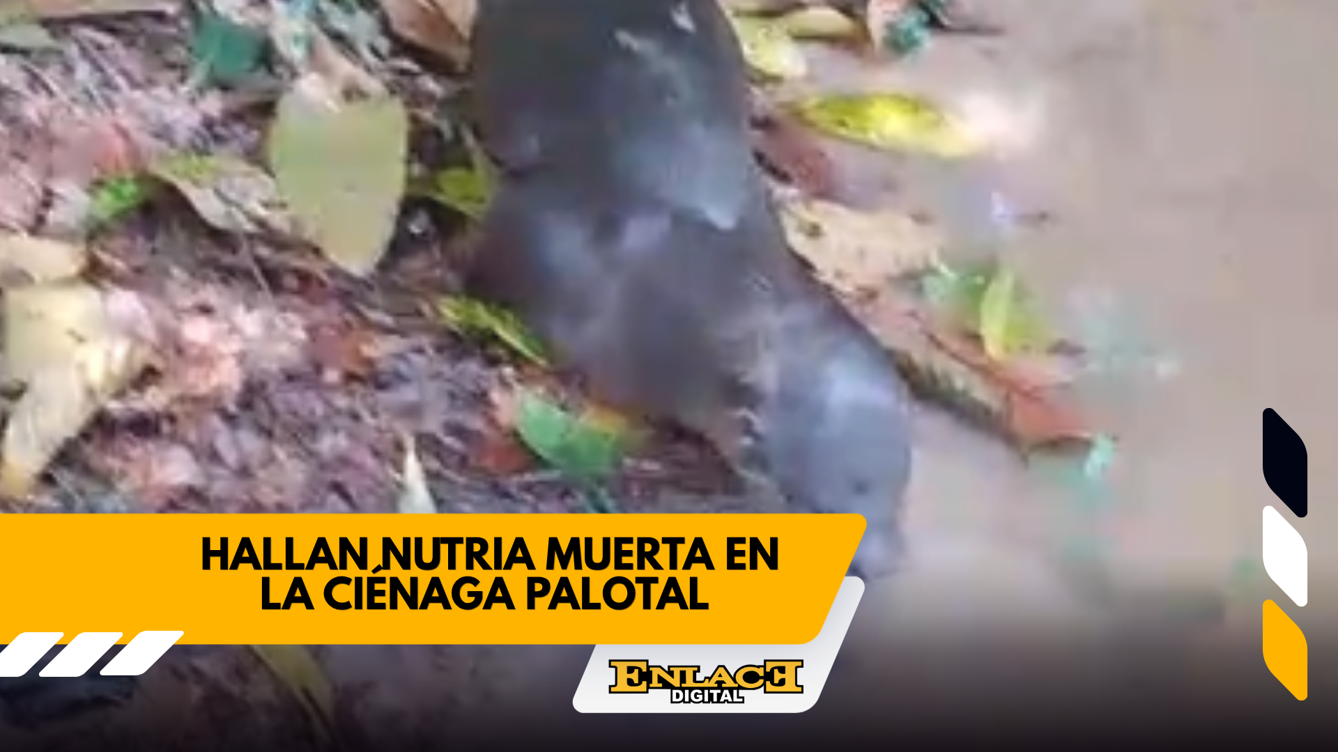 Enlace televisión barrancabermeja | noticias deportes y entretenimiento en santander
