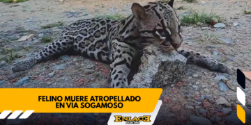 Enlace televisión barrancabermeja | noticias deportes y entretenimiento en santander