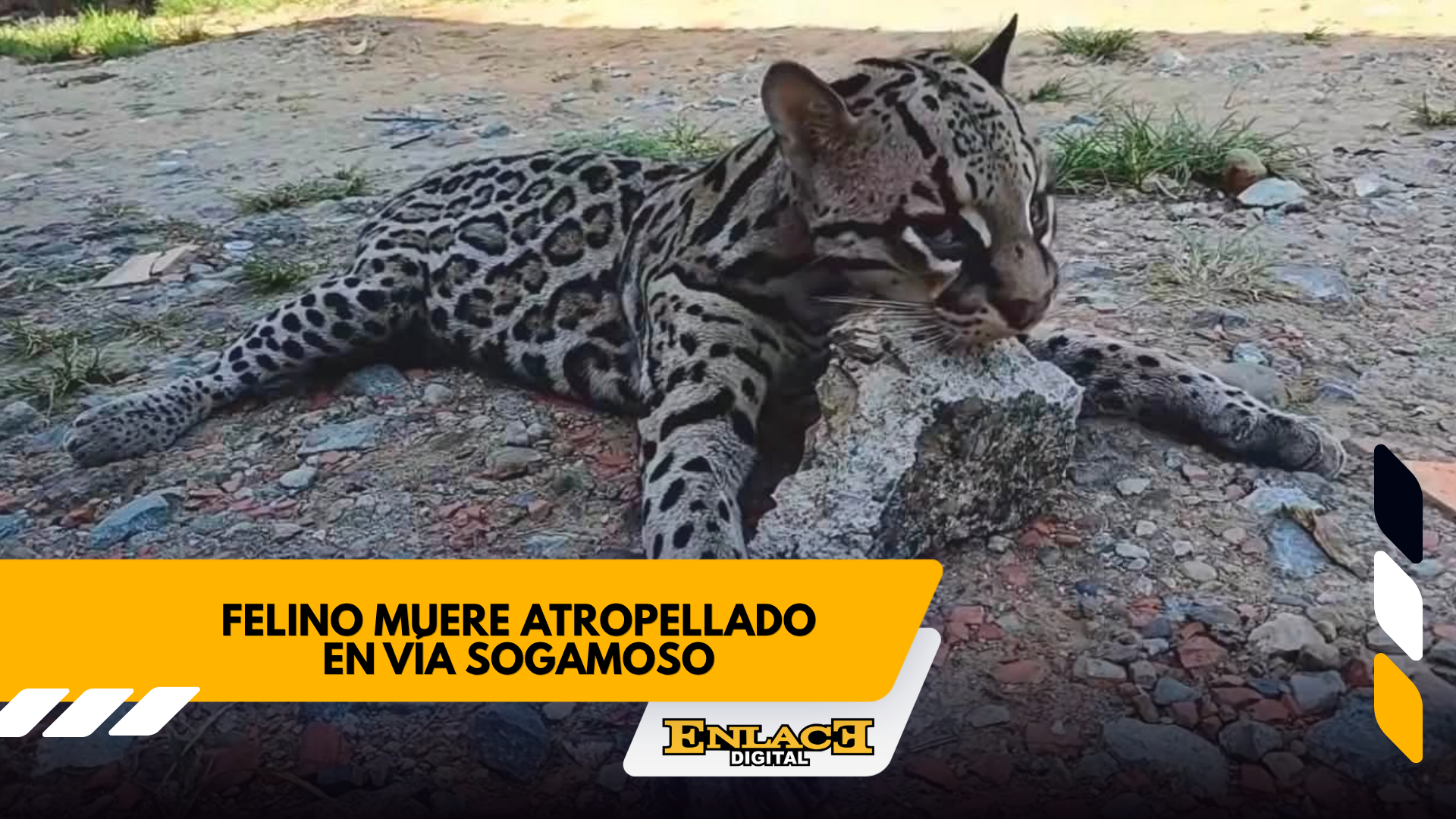 Enlace televisión barrancabermeja | noticias deportes y entretenimiento en santander