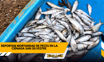 Enlace televisión barrancabermeja | noticias deportes y entretenimiento en santander