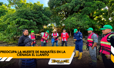 Investigan muerte de manatíes en aguas de barrancabermeja   enlace televisión barrancabermeja | noticias deportes y entretenimiento en santander