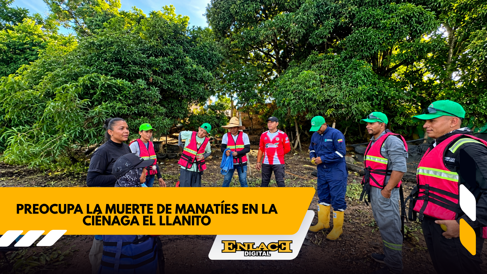 Investigan muerte de manatíes en aguas de barrancabermeja   enlace televisión barrancabermeja | noticias deportes y entretenimiento en santander