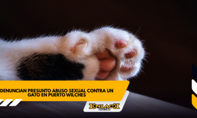 Rechazo en puerto wilches por denuncia de abuso contra un gato   enlace televisión barrancabermeja | noticias deportes y entretenimiento en santander
