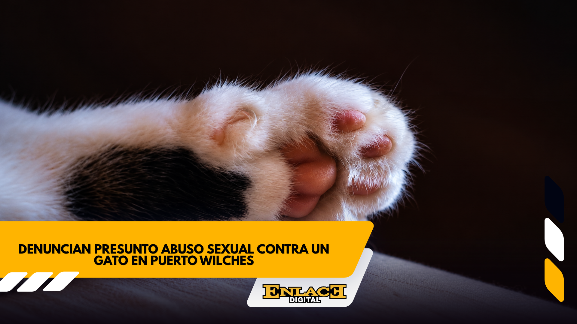 Rechazo en puerto wilches por denuncia de abuso contra un gato   enlace televisión barrancabermeja | noticias deportes y entretenimiento en santander