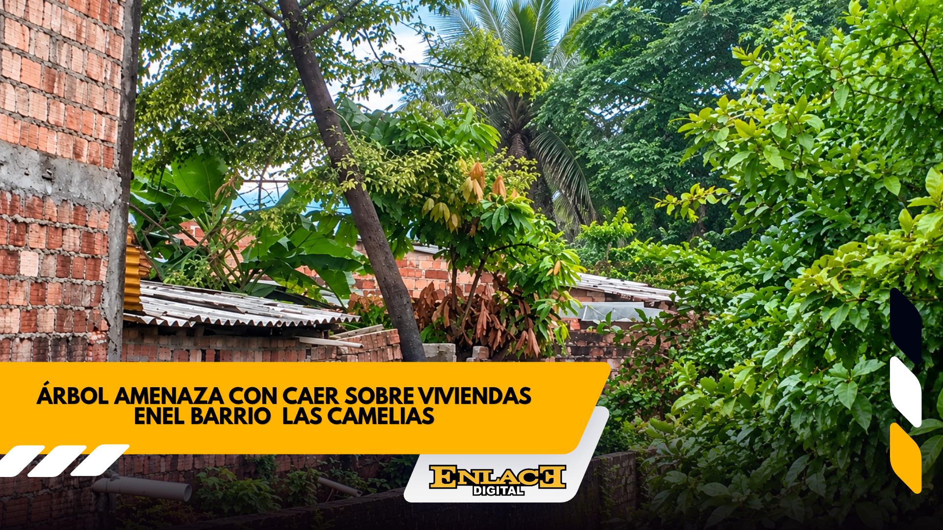 Árbol amenaza viviendas comunidad pide intervención urgente   enlace televisión barrancabermeja | noticias deportes y entretenimiento en santander