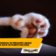Denuncian presunto abuso contra una gata en puerto wilches   enlace televisión barrancabermeja | noticias deportes y entretenimiento en santander