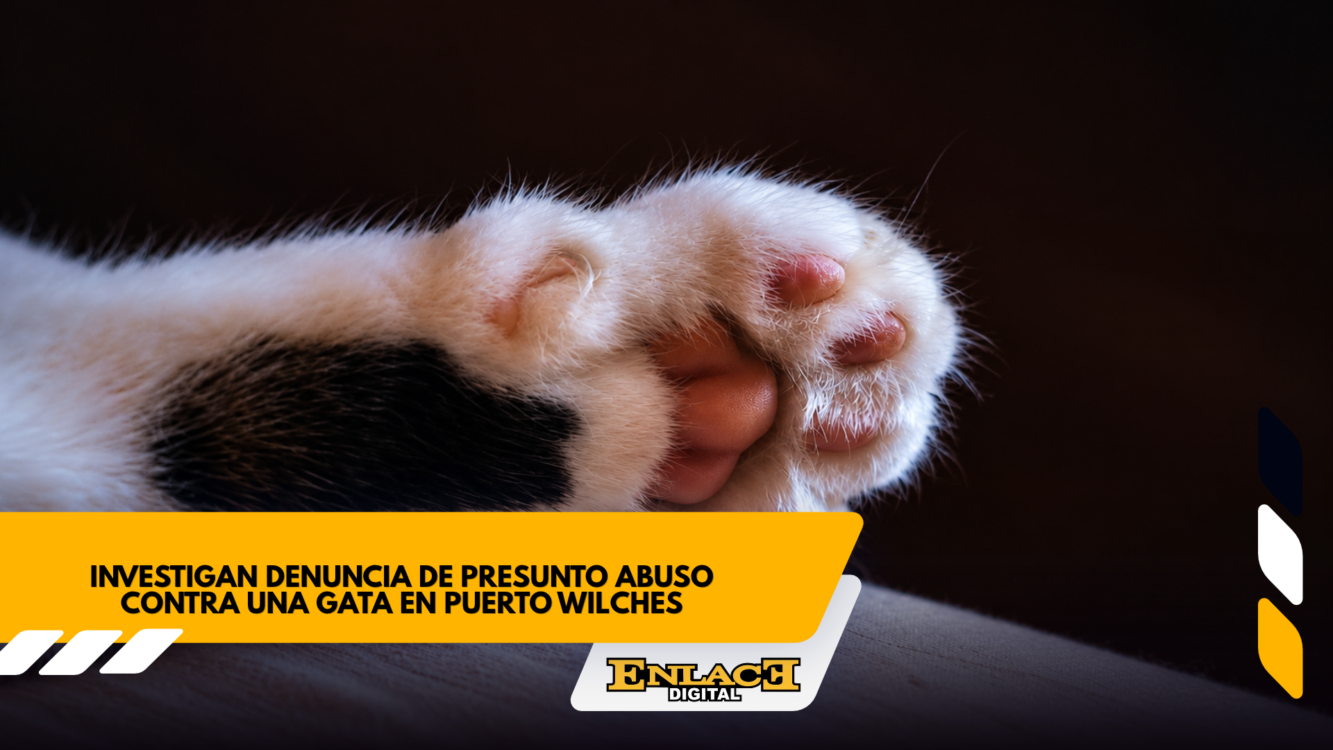 Denuncian presunto abuso contra una gata en puerto wilches   enlace televisión barrancabermeja | noticias deportes y entretenimiento en santander